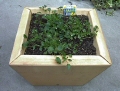 plants box11.jpg